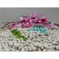 bulk sales Long white kidney beans